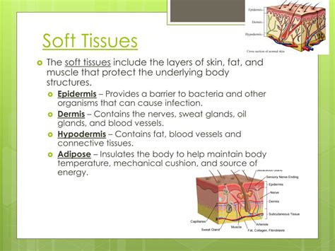 what does soft tissue mean